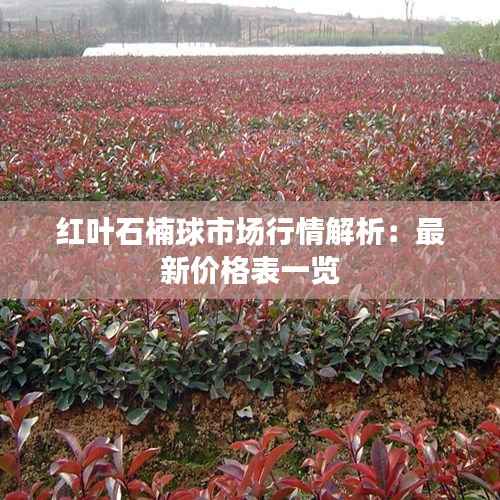 红叶石楠球市场行情解析：最新价格表一览