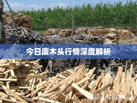 今日废木头行情深度解析
