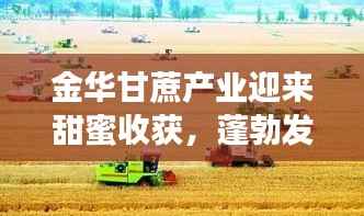 金华甘蔗产业迎来甜蜜收获,蓬勃发展势头强劲