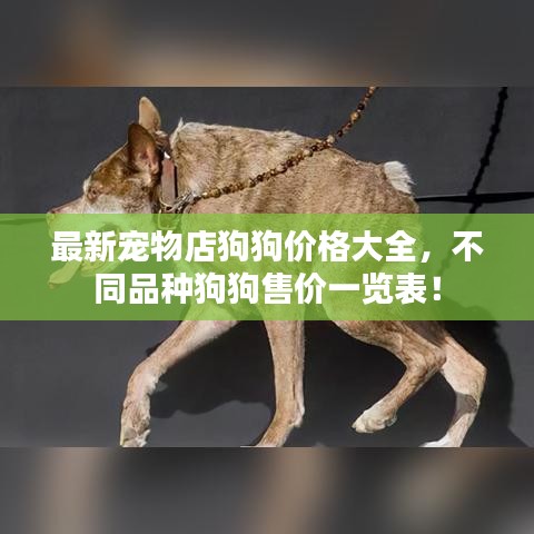 最新宠物店狗狗价格大全,不同品种狗狗售价一览表!