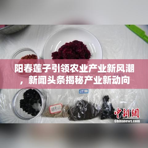 阳春莲子引领农业产业新风潮，新闻头条揭秘产业新动向
