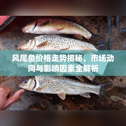 风尾鱼价格走势揭秘，市场动向与影响因素全解析